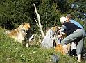 Hunde posieren